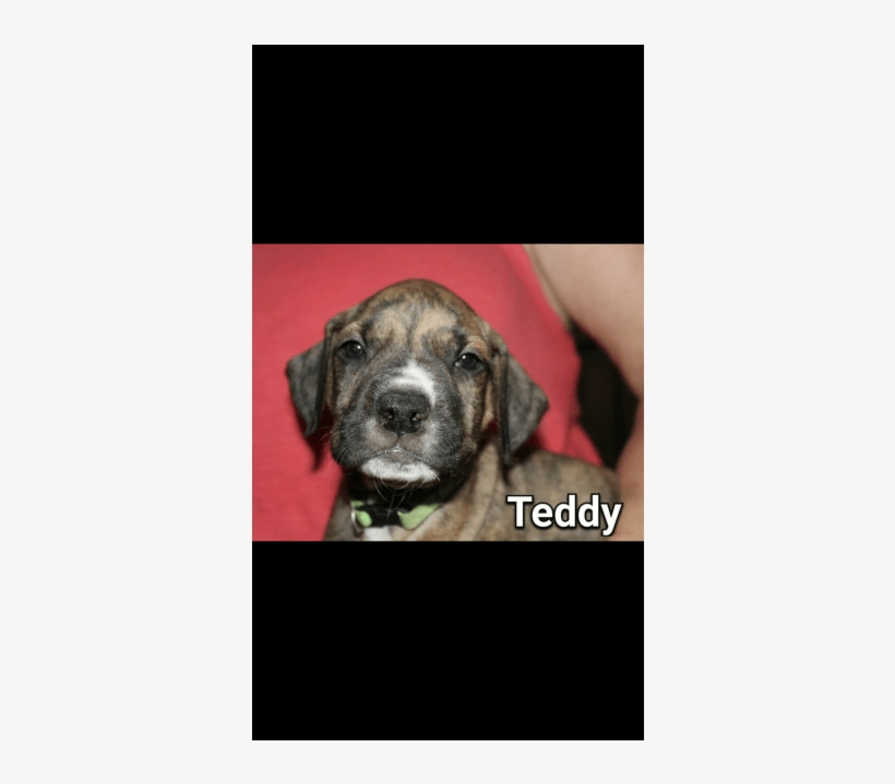 Donate To Petrescue - Companion Dog, transparent png download