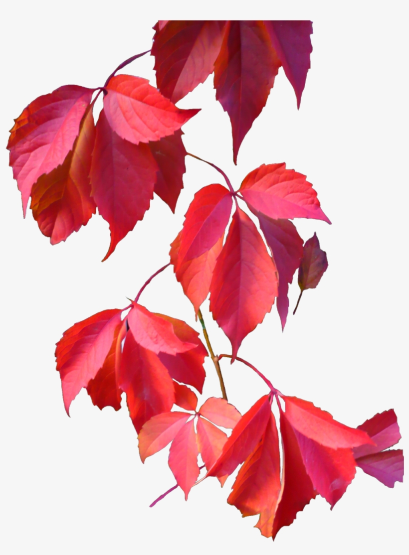 Ftestickers Sticker - Autumn Leaves, transparent png download