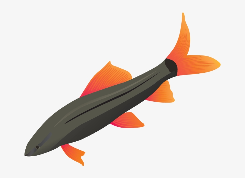 Fish Vector Pack - Peces De Agua Salada Png, transparent png download