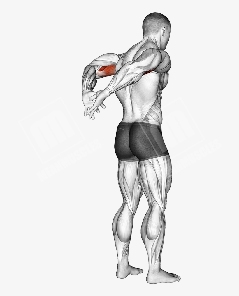 Behind The Back Bicep Stretch - Tricep Cable Workout, transparent png download