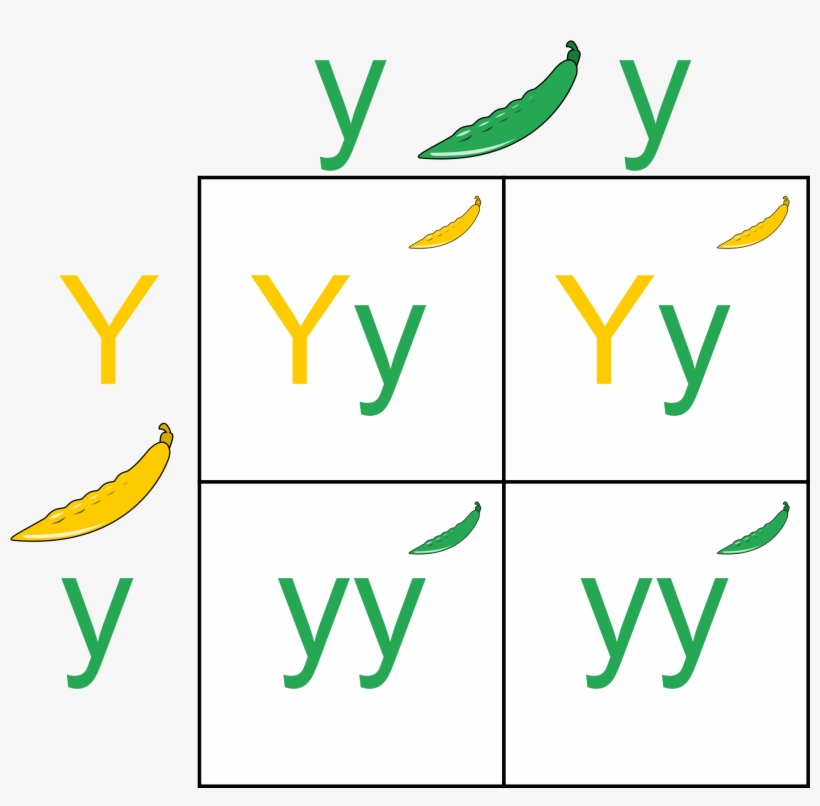 Wikipedia Featured Picture Candidates - Punnett Square, transparent png download