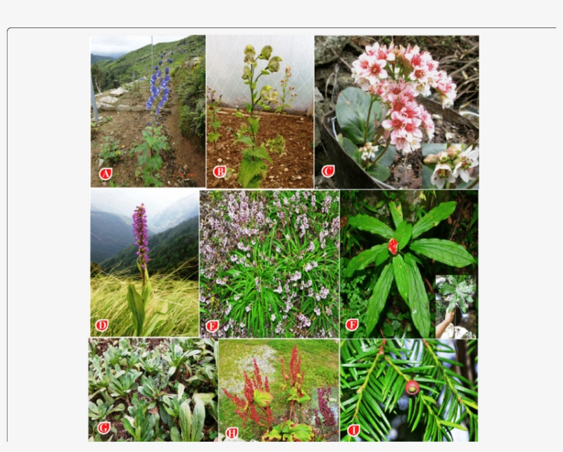 Threatened Species In Study Area A Aconitum Balfaourii - Desert Rose, transparent png download