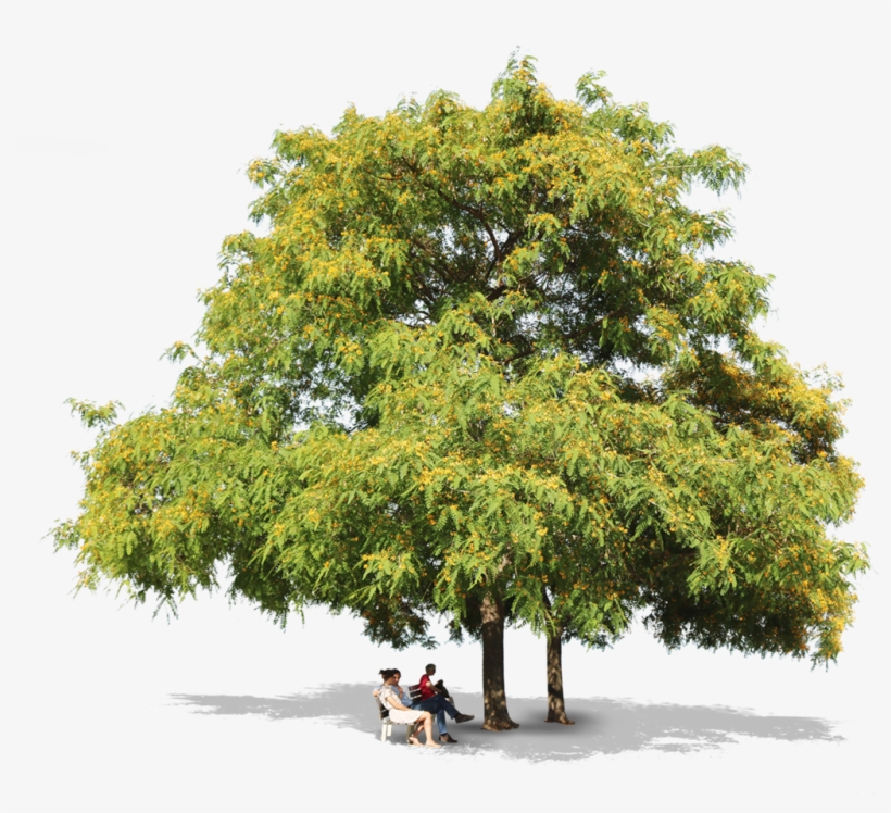 Tipuana Trees People - Tipuana Png, transparent png download