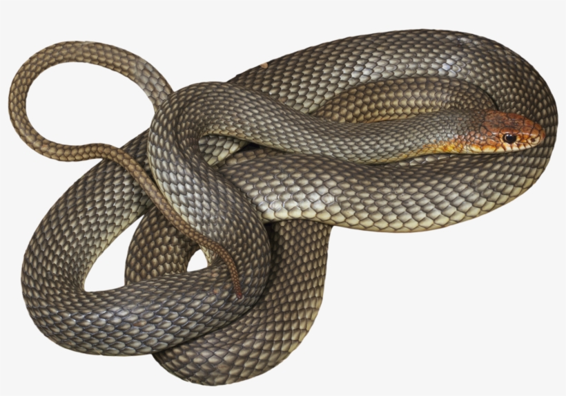 His Hobbies Include But Are Not Limited To Skiing, - Smooth Earth Snake, transparent png download