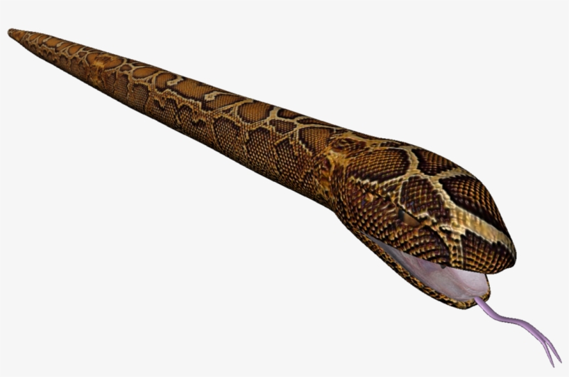 Posted 20th June 2013 By Tyler Frenguelli - Northern Copperhead, transparent png download