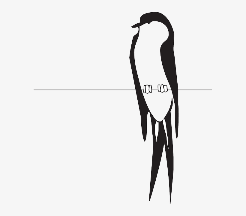 Perched Wire, Bird, Wings, Claws, Feathers, Perched - Bird On Wire Clipart, transparent png download