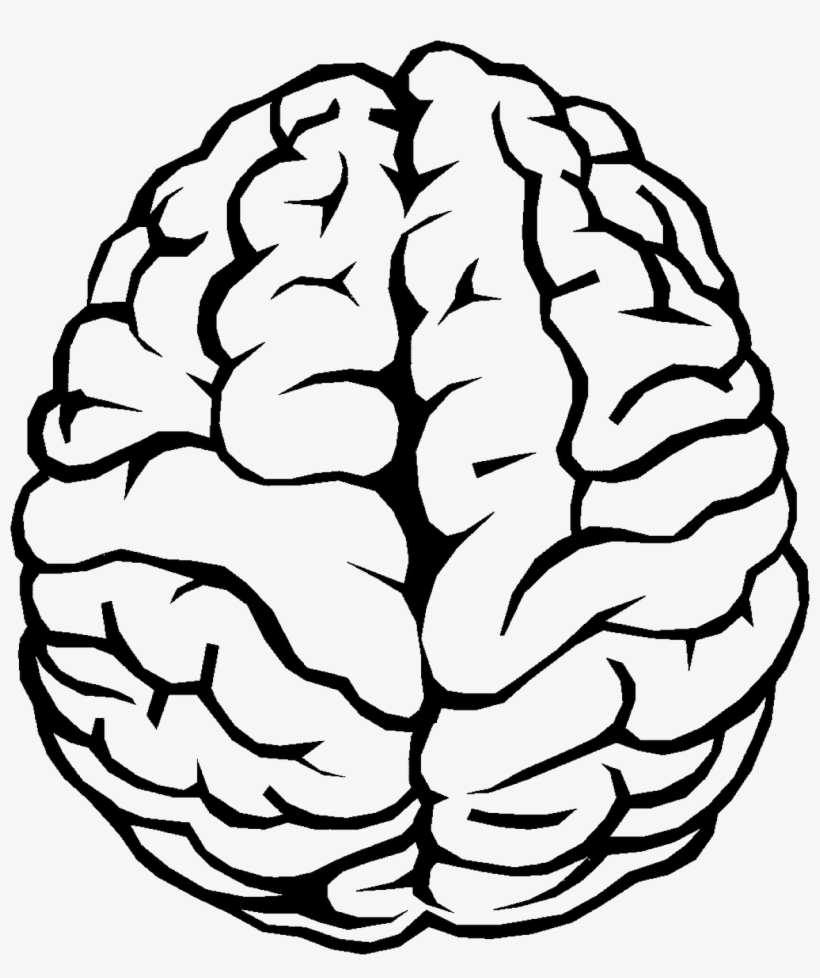 Brain Outline - Brain Drawing, transparent png download