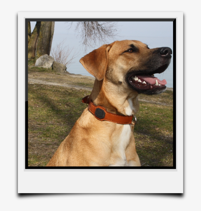 You Want The Fitting Leash To Your Beautiful Dogssense - Dog Yawns, transparent png download