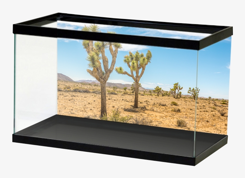 Reptile Joshuatreedesert, transparent png download