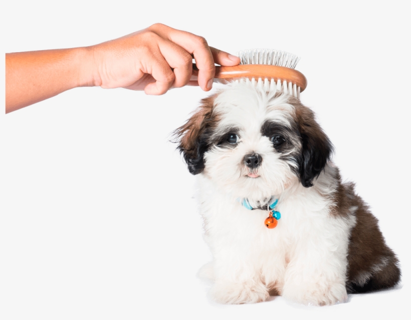 About Us - Dog, transparent png download