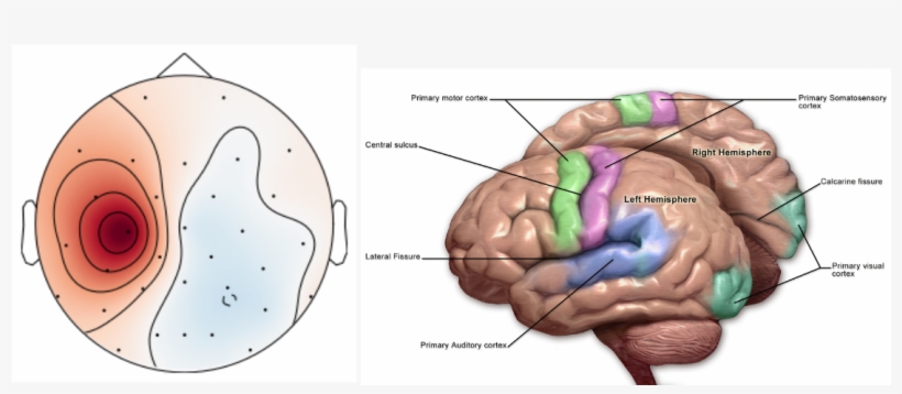 Analysis Of Eeg Readings Showing Where The Subject's - Dyspraxia In The Brain, transparent png download