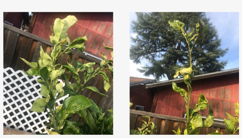 Enter Image Description Here - Tree, transparent png download