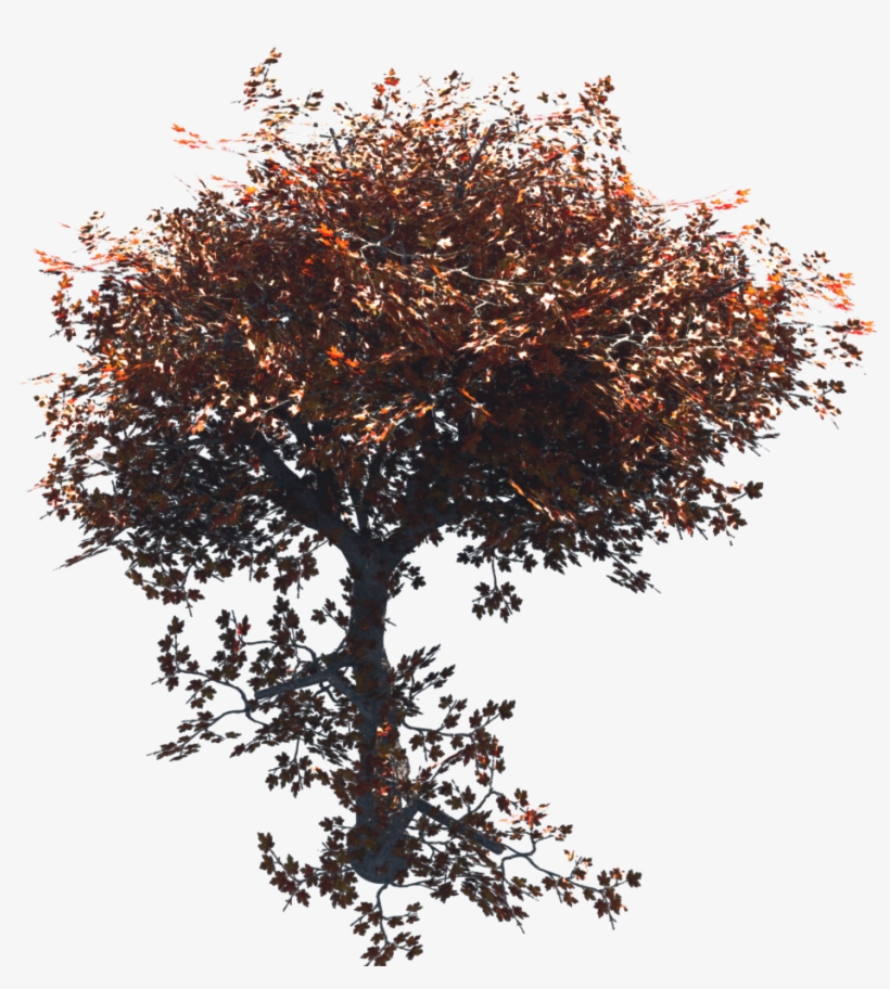 Orangetree#3, transparent png download