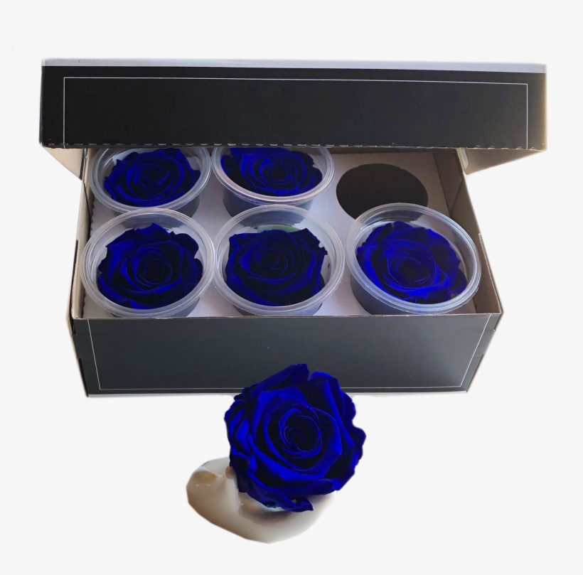 Preserved Roses Head Pack Medium - Blue Rose, transparent png download
