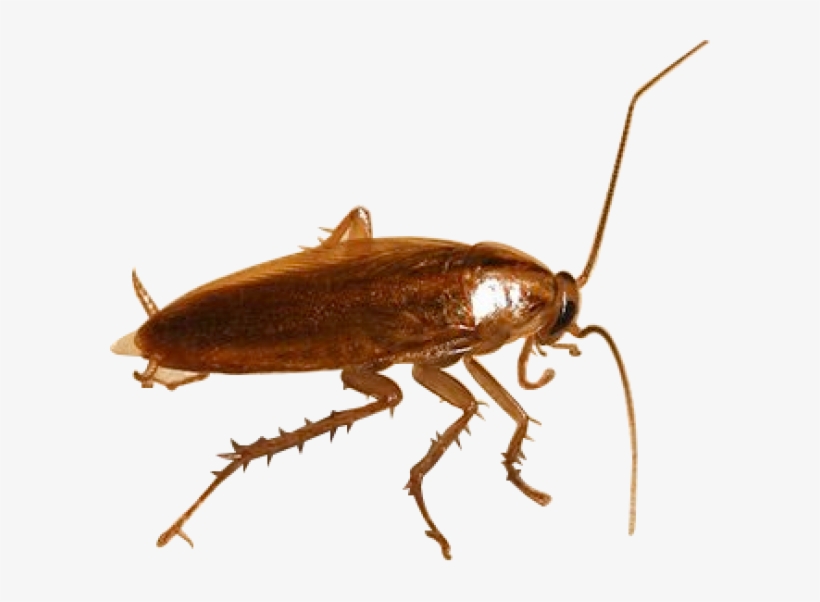 Roach Png Free Download - German Cockroach Transparent Background, transparent png download