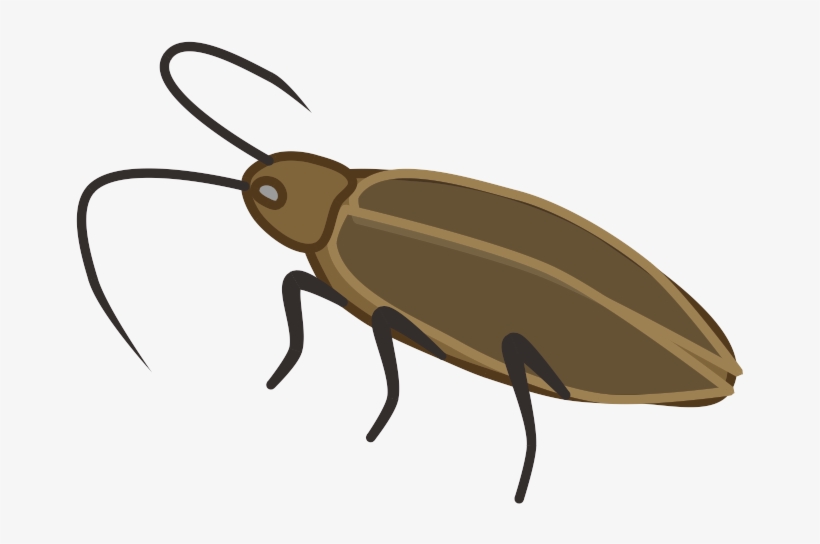 Ground Beetle, transparent png download