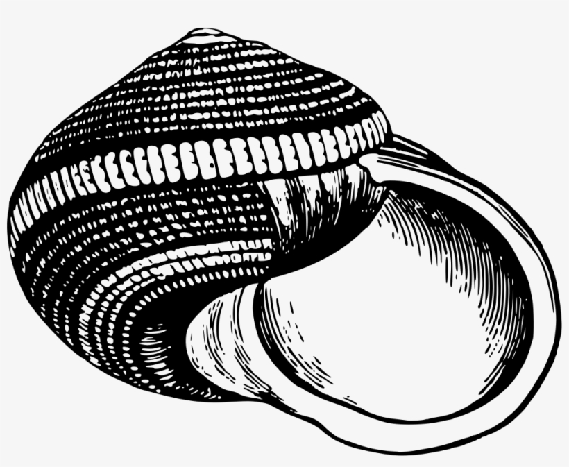 Sea Shell - Conchas Blanco Y Negro, transparent png download