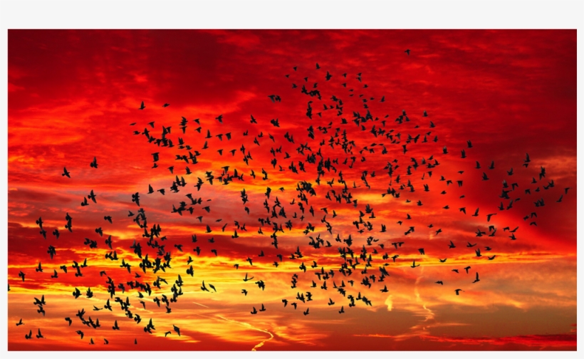 Score 50% - Frasi Con Stormo Di Uccelli, transparent png download