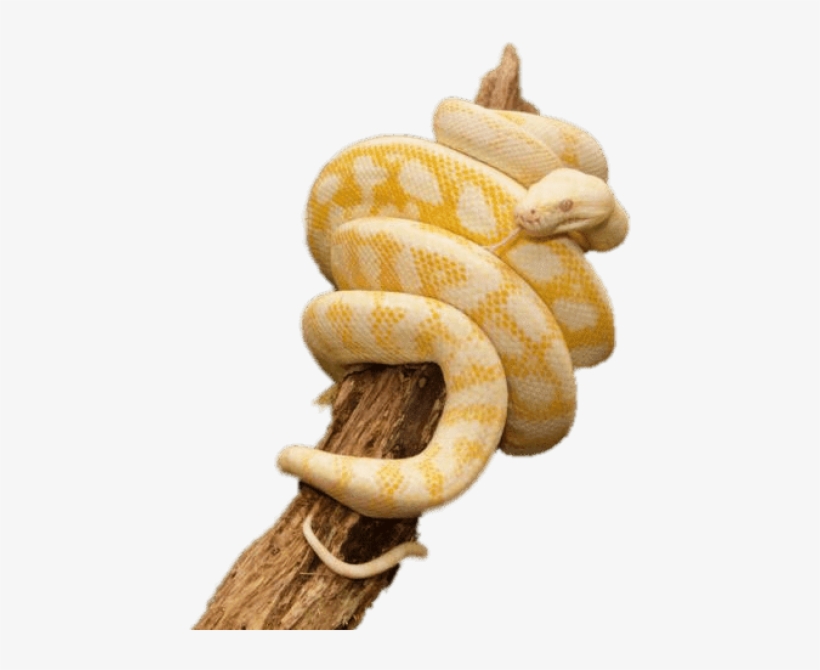 Free Png Download Yellow Python Wrapped Around Trunk - Albino Carpet Python, transparent png download