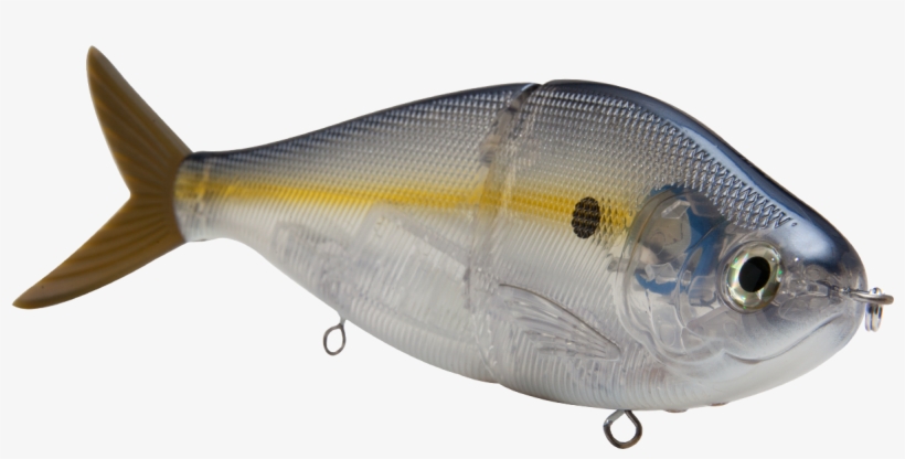 Pomacentridae, transparent png download