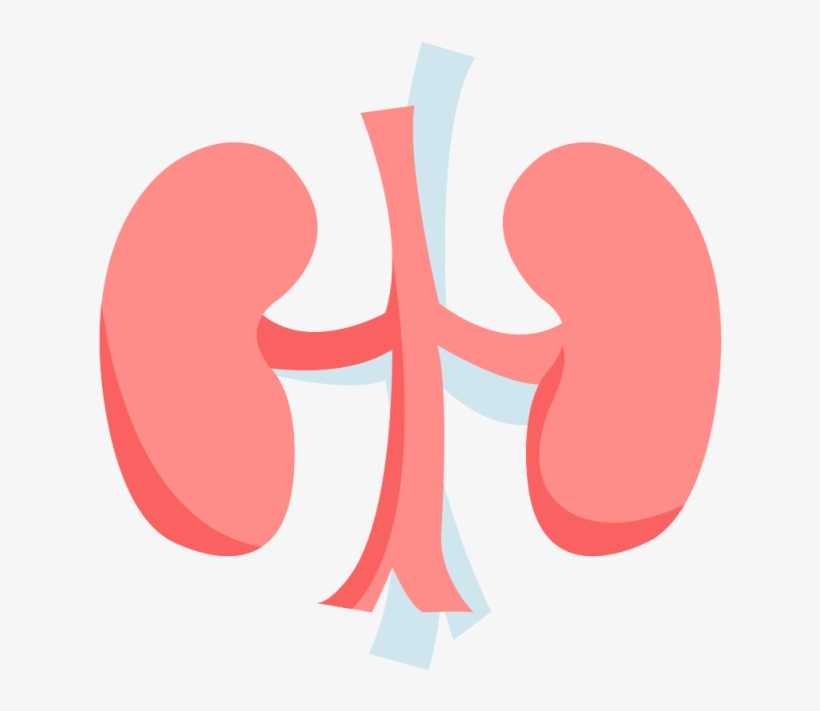 Mistletoe Rubber Plant Herbal Tea：nourishes Kidney, transparent png download