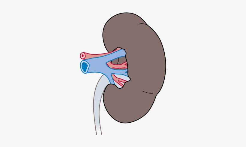 These Patient Specific Kidney Cells Will Be Used To - Illustration, transparent png download