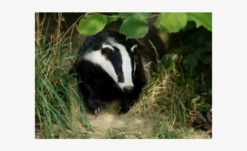 Flickr British Wildlife, transparent png download