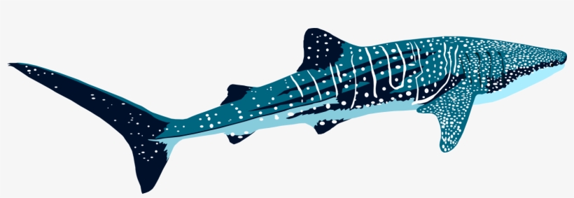 Kudarah Thila - Transparent Whale Shark Png, transparent png download