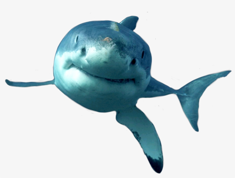 Report Abuse - Shark, transparent png download