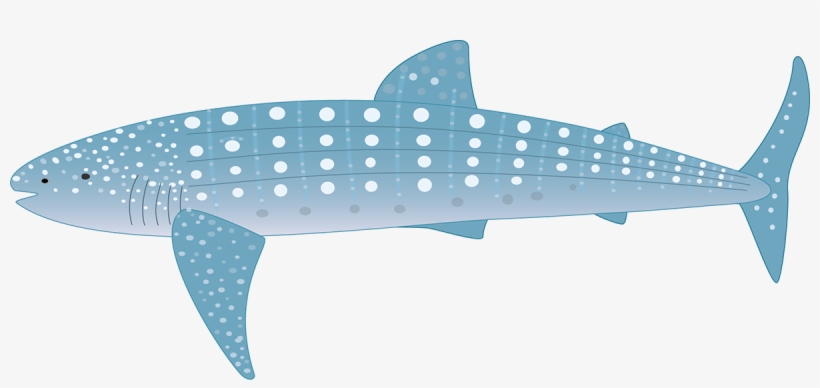 All Fauna Were Illustrated And Animated For A Short - Whale Shark, transparent png download