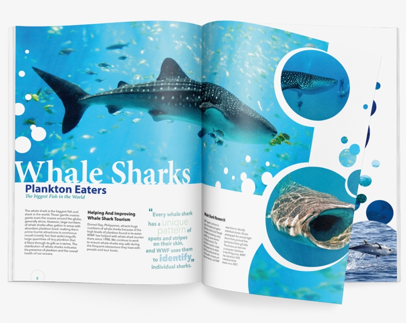 Thank You - Great White Shark, transparent png download