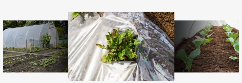 Mulching Is An Effective Way Of Insulating And Protecting - Flowerpot, transparent png download