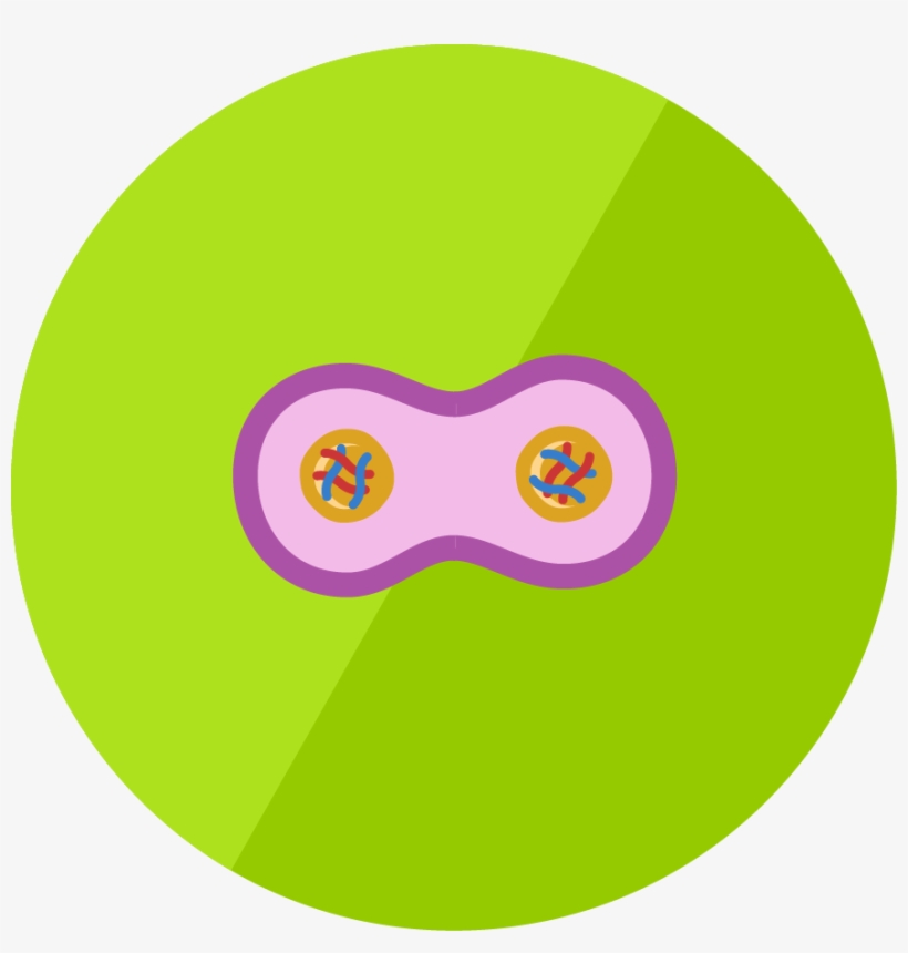 Lesson Icon - Animal Cell Icon Png, transparent png download