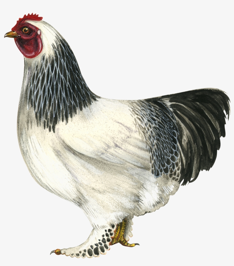 Hen Png Hd - Brahma Chicken Draw, transparent png download