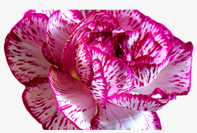 Transparent Flowers Tumblr - Flower, transparent png download