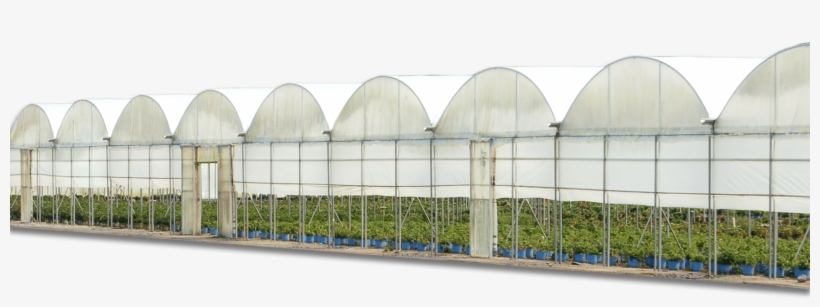 Commercial Ornamental Greenhouses - Large Scale Poly Greenhouse, transparent png download
