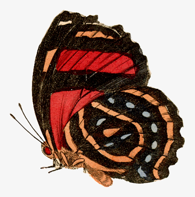 Side View - Caterpillar, transparent png download