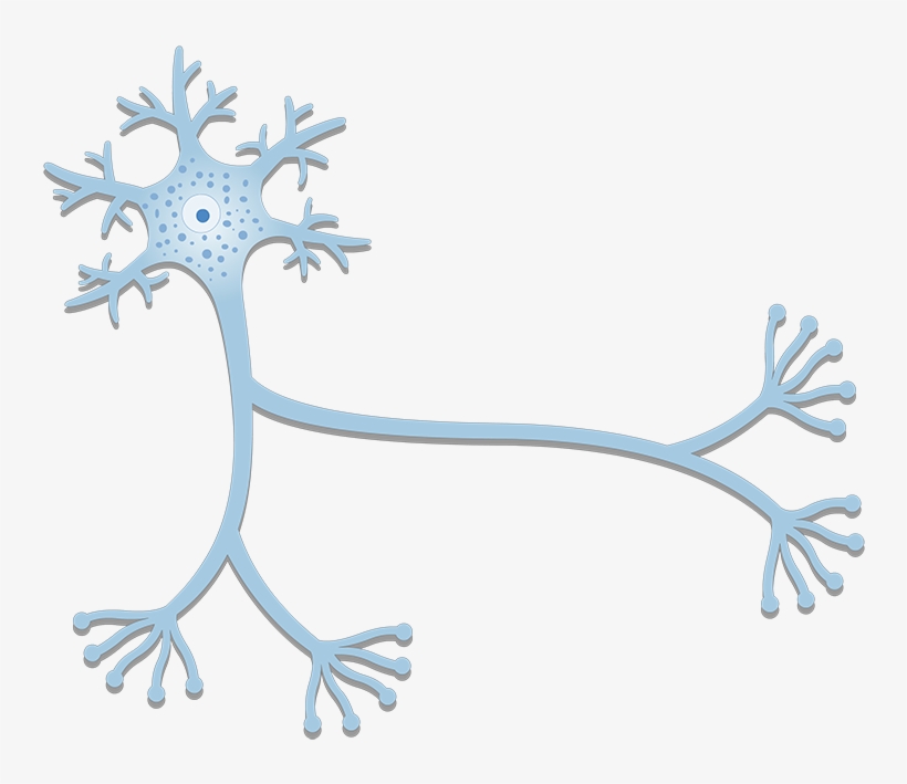 Dendrites Structure, transparent png download