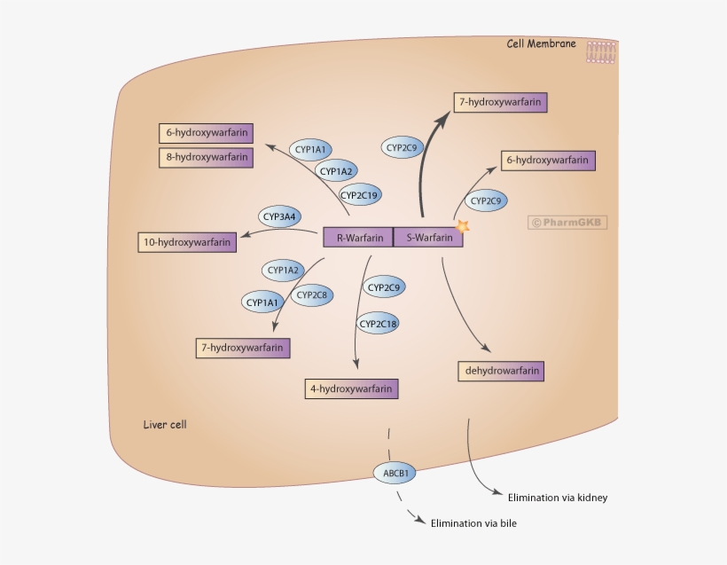 Warfarin Pathway, Pharmacokinetics Diagram - Diagram, transparent png download