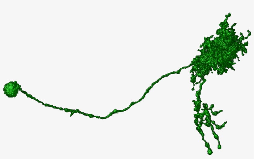 Tree, transparent png download