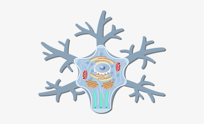 An Image Showing The Neuron Cell Body And It's Structures - Neuron Cell Body Structure, transparent png download
