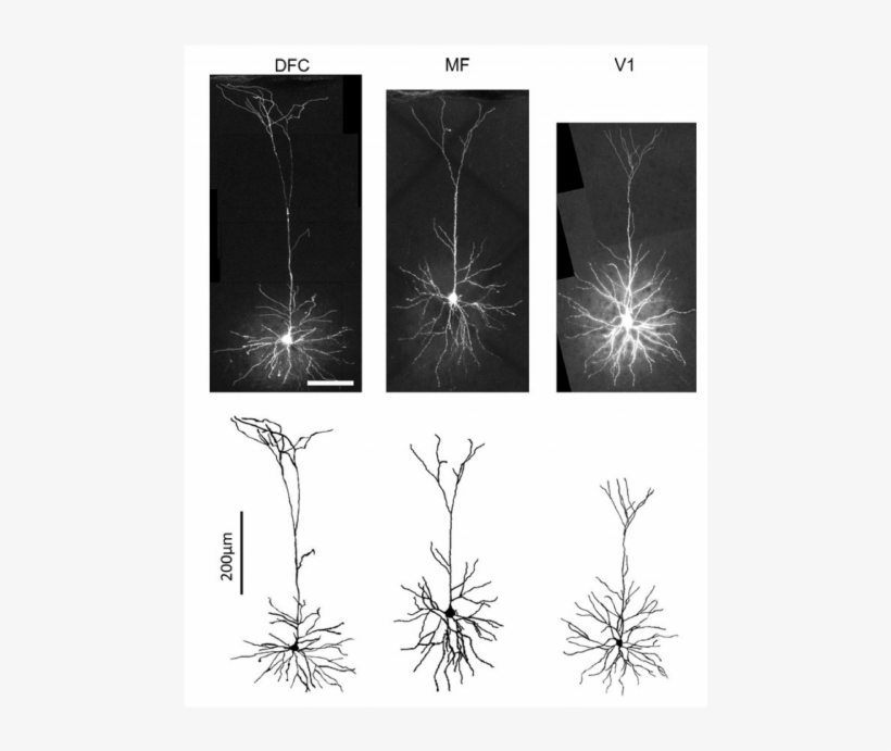 Regional Specialization Of Pyramidal Neuron Morphology - Sketch, transparent png download
