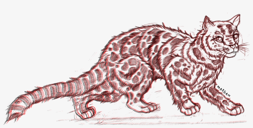 Woah Tiger Big - Sokoke, transparent png download