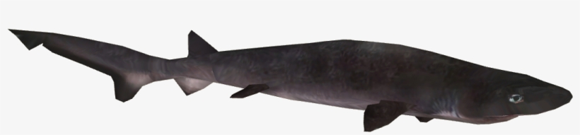 Sharpnose Sevengill Shark - Squaliformes, transparent png download