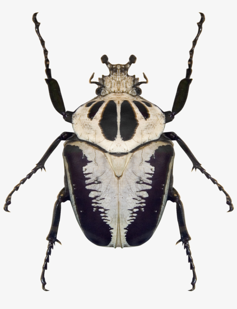 Black And White Beetle, transparent png download