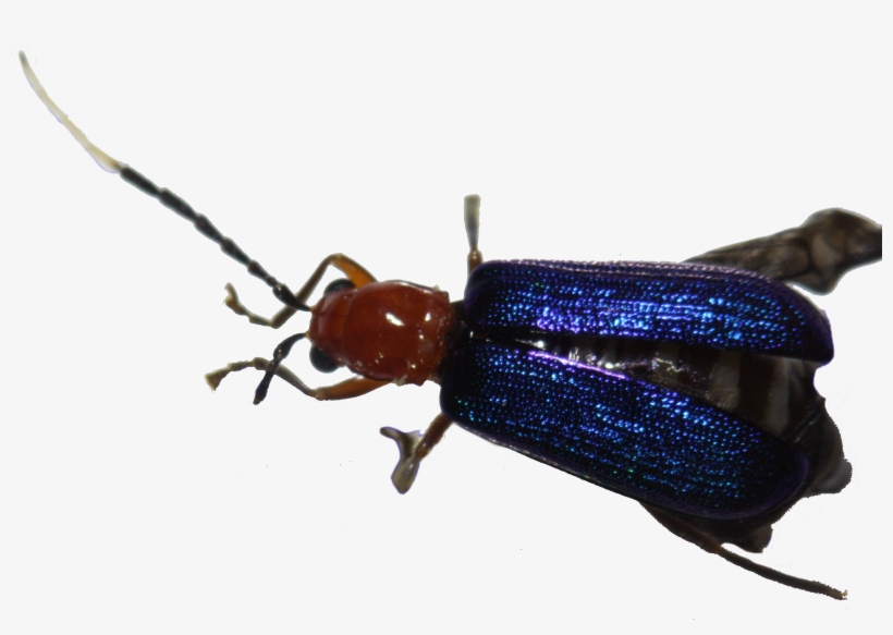 75 - Soldier Beetle, transparent png download