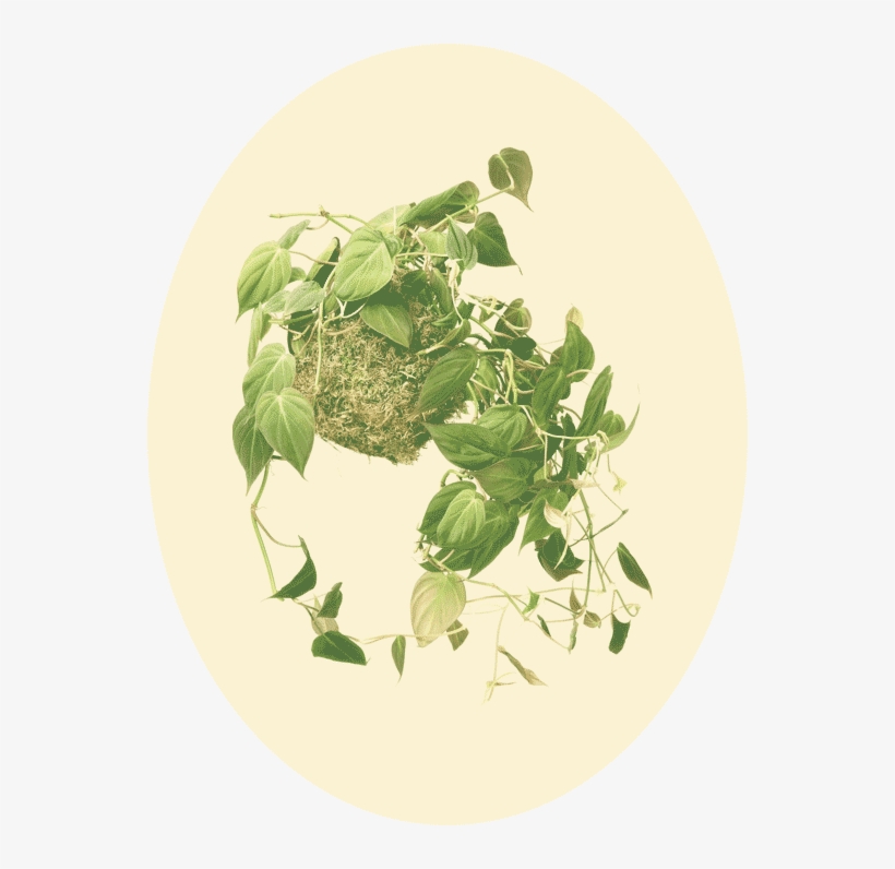 Philodendron Hederaceum - Tree, transparent png download