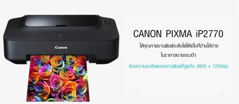 Rainbow Rose, transparent png download