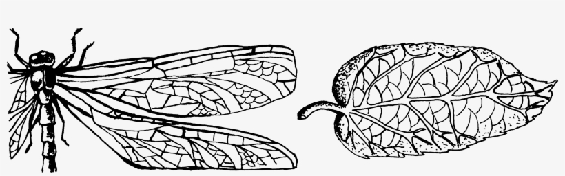 Reticulate - Line Art, transparent png download