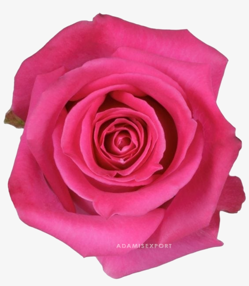 Topaz Rose - Rosa Topaz, transparent png download